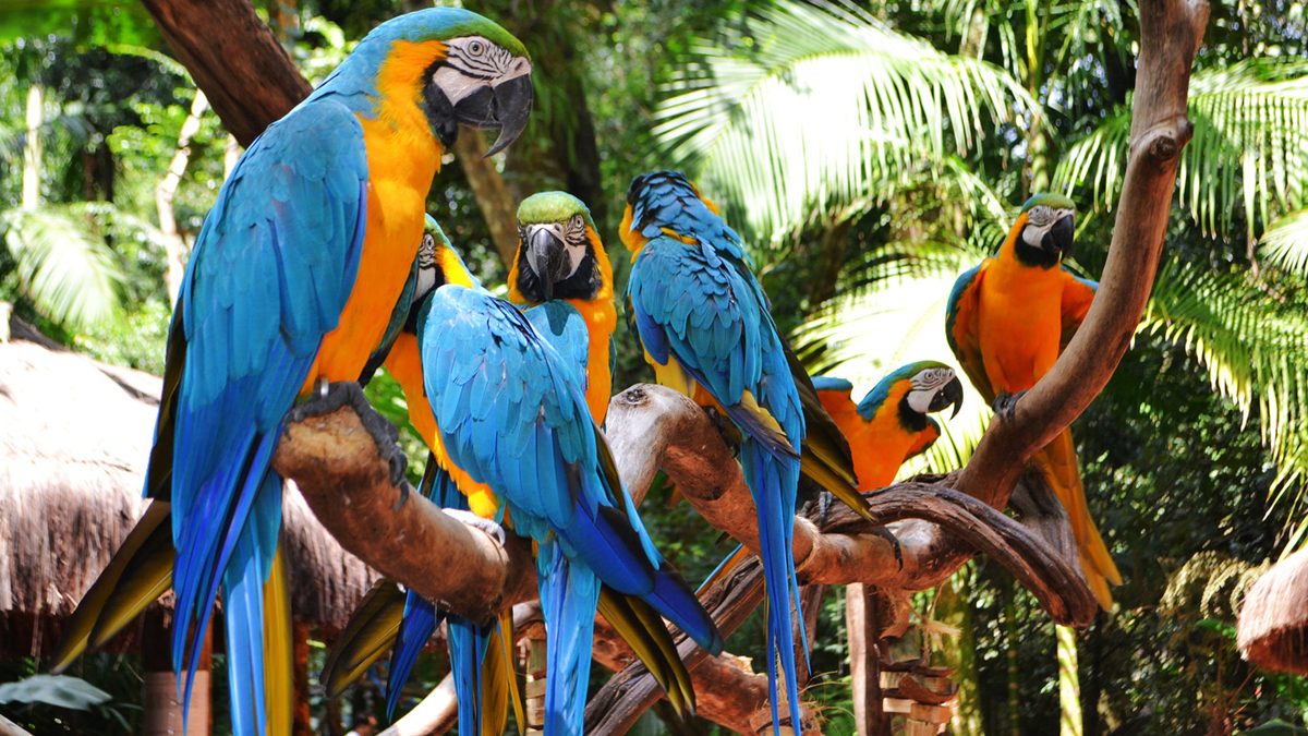 Guacamayos azules y amarillos posados en las ramas de un refugio de aves