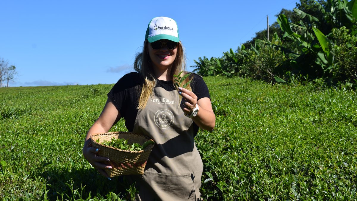 Cosecha de hojas de té en una plantación de Misiones