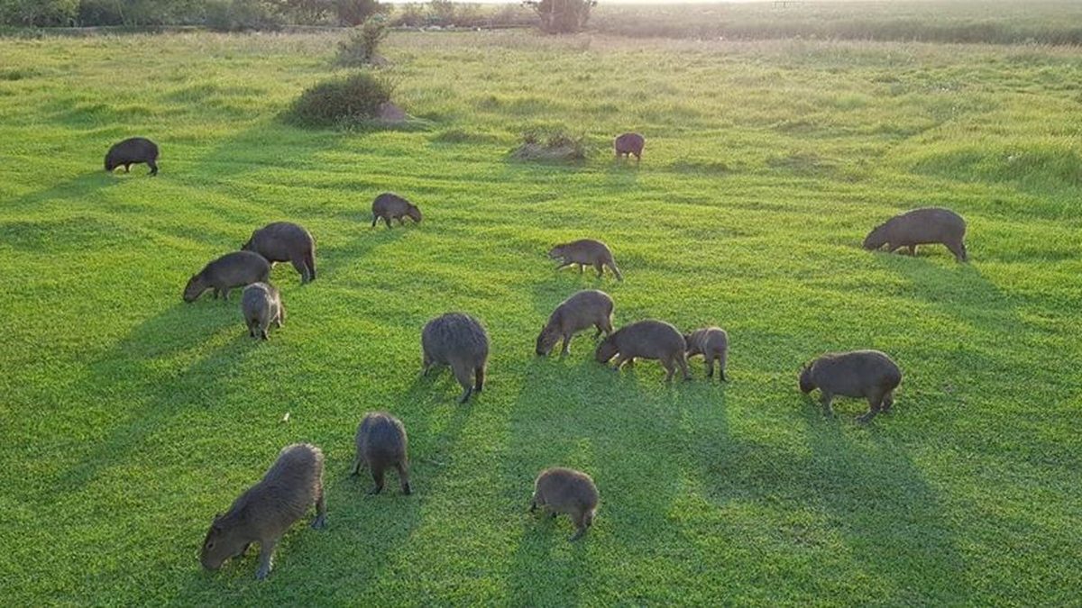Carpinchos pastando al atardecer en los Esteros del Iberá